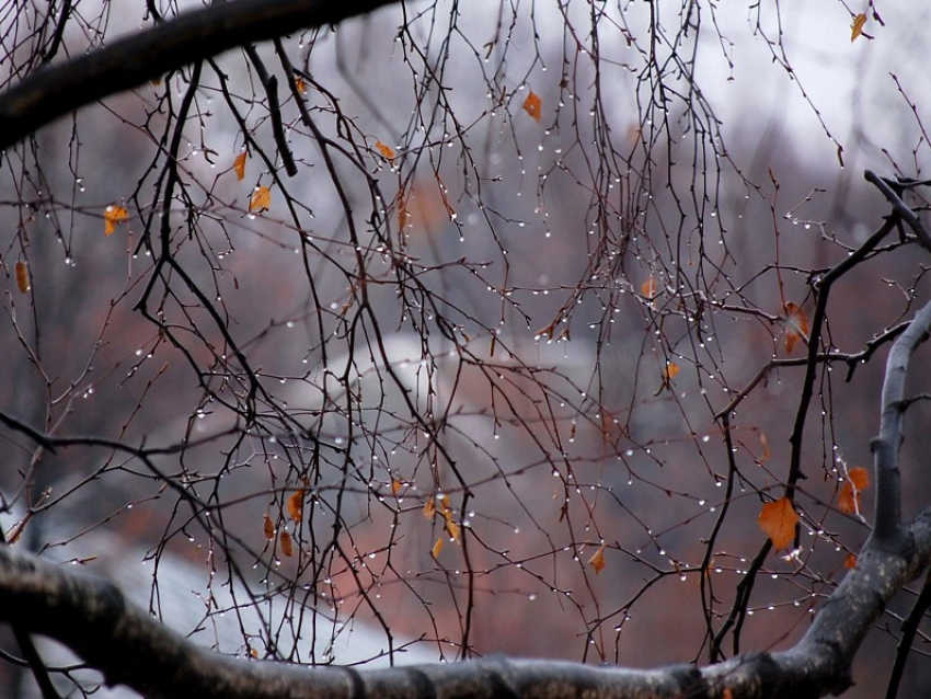 Снег отменяется. Синоптики пообещали на предстоящей неделе дожди в Борисоглебске