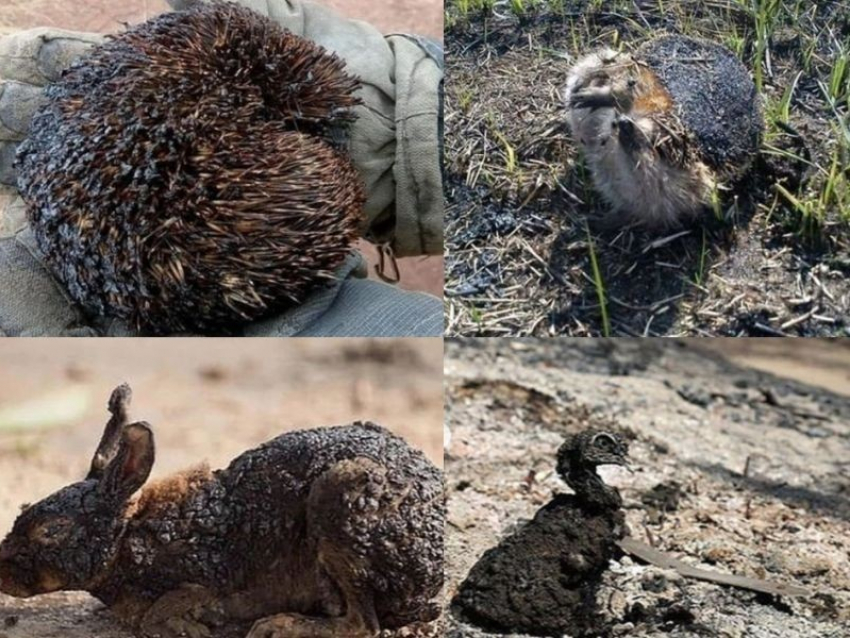 Массовое уничтожение животных ландшафтным пожаром запечатлели в Воронежской области