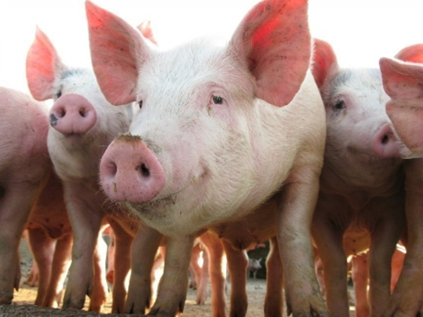 В Поворинском районе зафиксирована вспышка африканской чумы свиней
