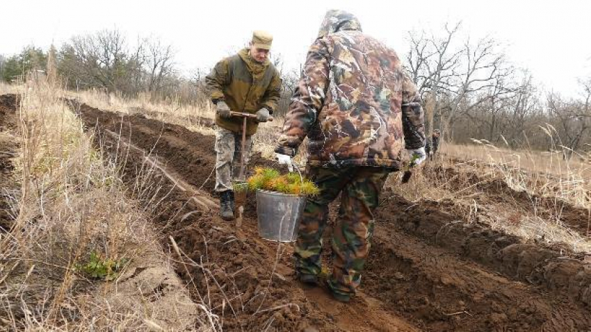 Последствия большого пожара: как в Борисоглебске возрождают сгоревший лес