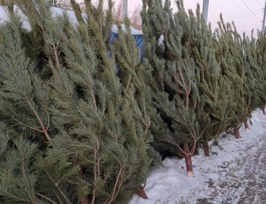 Где купить натуральную новогоднюю елку в Борисоглебске, рассказали в администрации