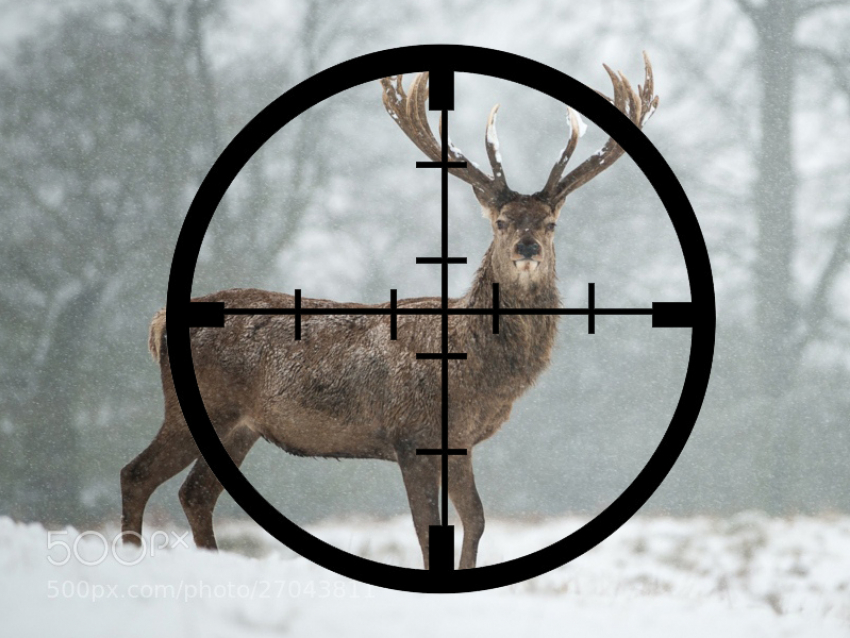 Кому мешает «Оленья балка»? На природный комплекс под Борисоглебском уже второй раз нападают вандалы 