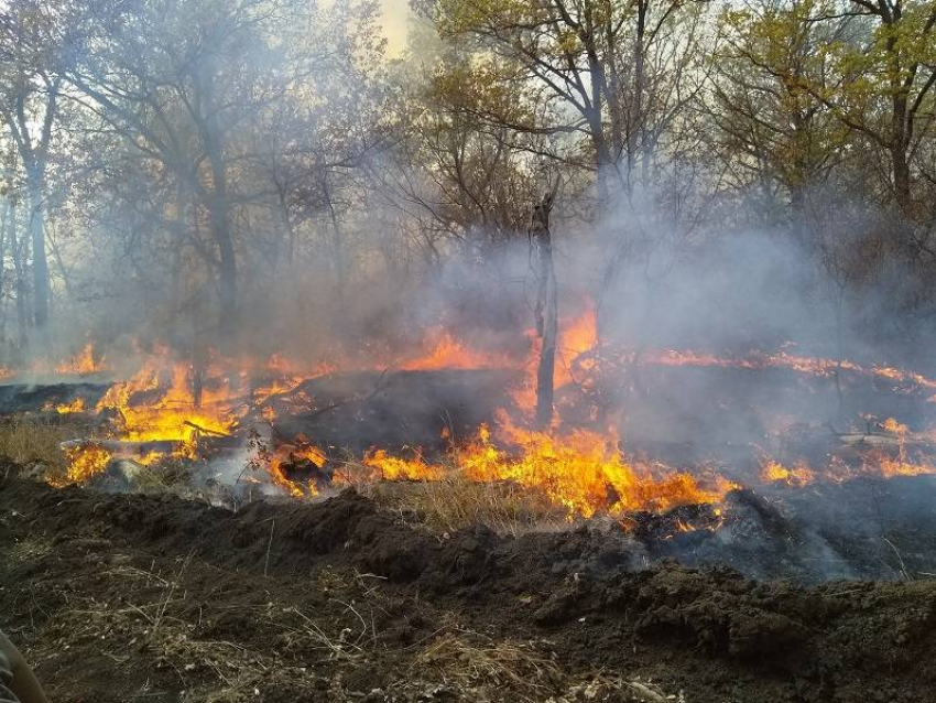 Причиной масштабного пожара в Хопёрском заповеднике стала стрельба с вертолета 