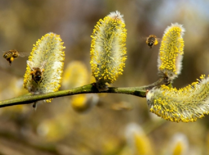 Аллергиков предупредили о начале сезона цветения ольхи и лещины в Воронежской области
