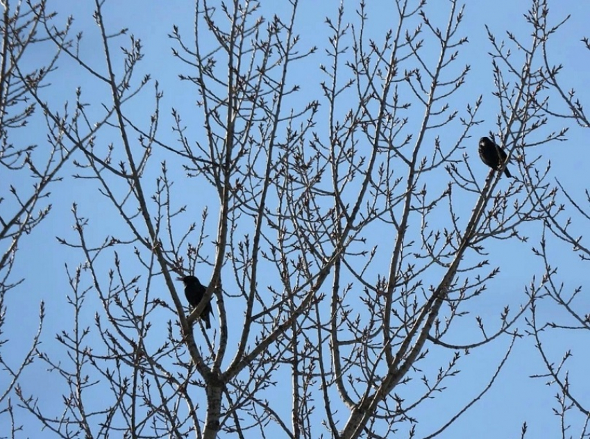 В Хопёрский заповедник прилетели скворцы