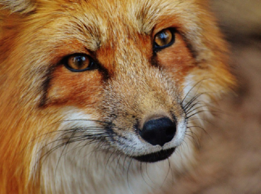 Воронежскую область признали неблагополучной по бешенству