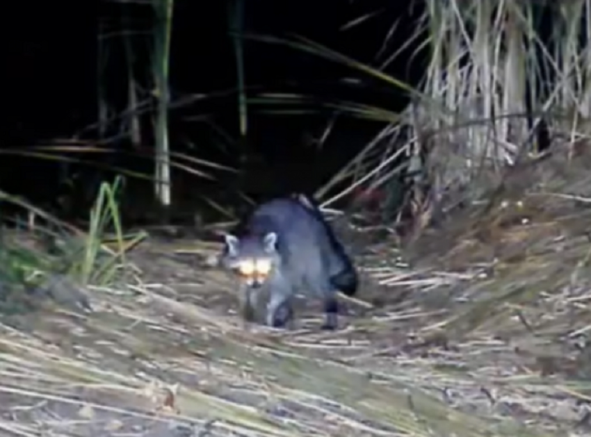 Енот-полоскун впервые обнаружен в Хоперском заповеднике