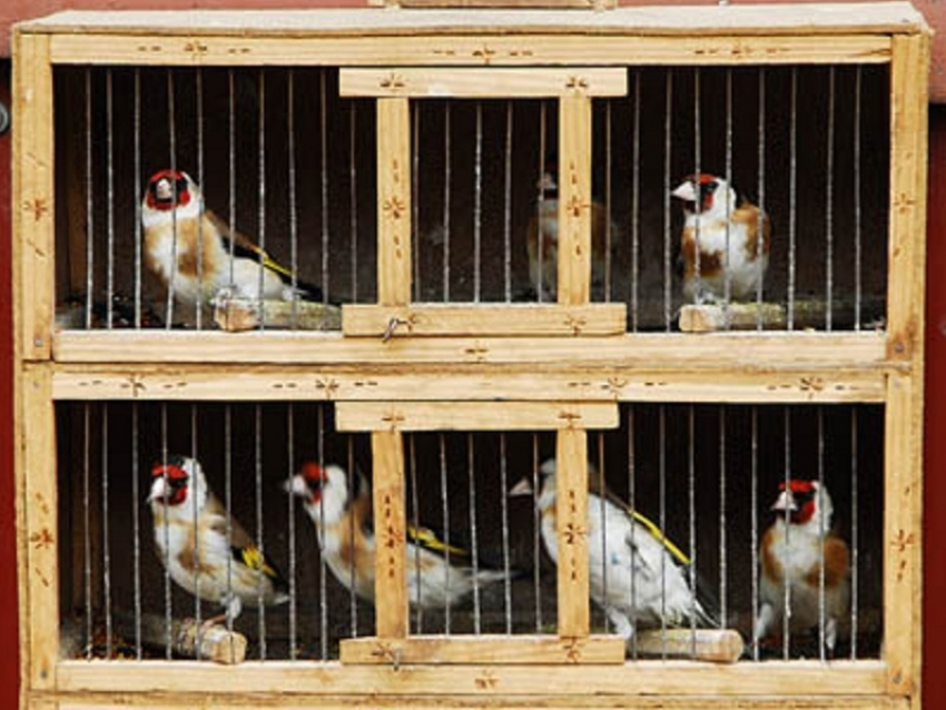 Воронежские зоозащитники выступили против продажи птиц на Благовещение
