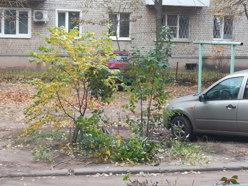 Почему Борисоглебский ТСЖ «Юго-Восточный -1» не любит зелёные насаждения