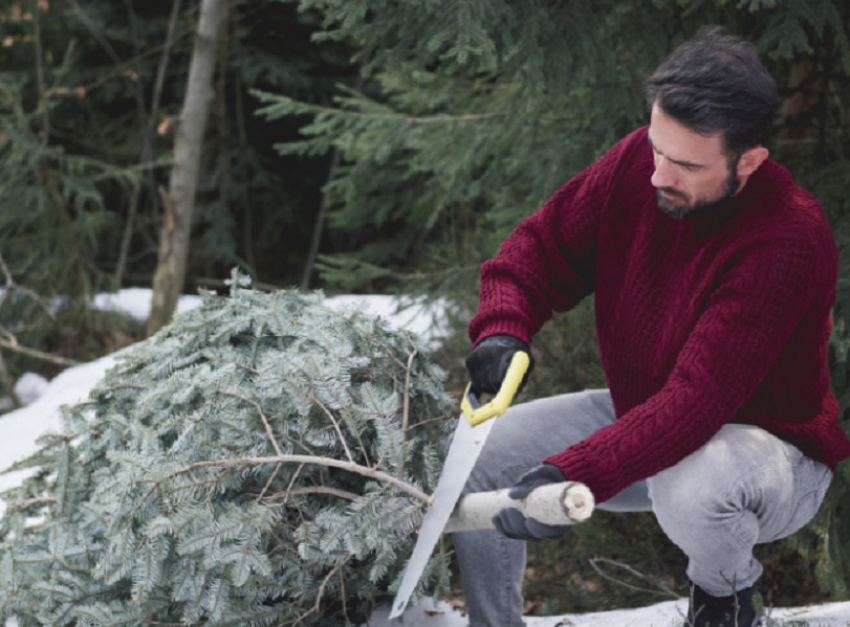 Как правильно утилизировать ёлки после новогодних праздников, рассказали жителям Воронежской области