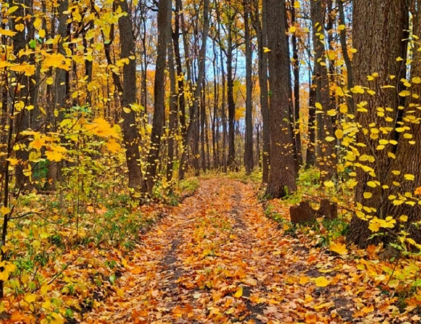 Грибная погода ожидает борисоглебцев на выходных