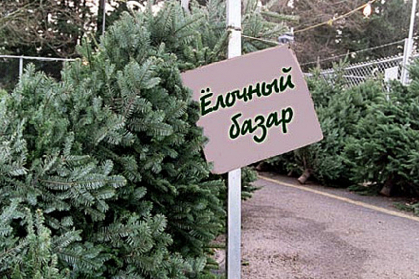 В Борисоглебске начинают свою работу елочные базары
