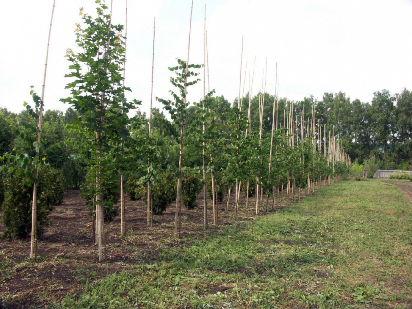 В 2023 году в Воронежской области посадили более 8 млн деревьев