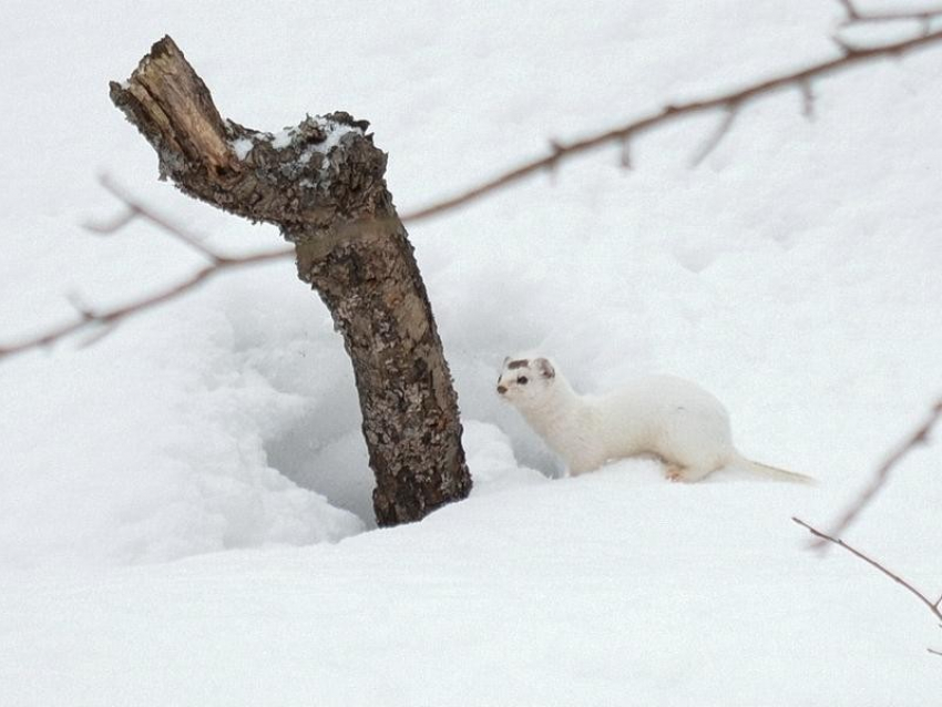 Белоснежную ласку на снегу сфотографировали в Воронежском заповеднике