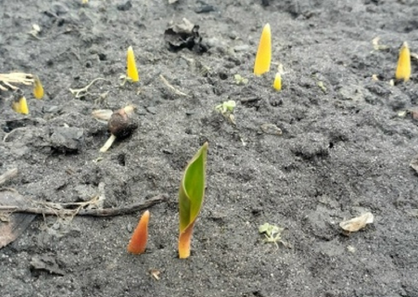 К концу рабочей недели в Борисоглебске станет немного теплее