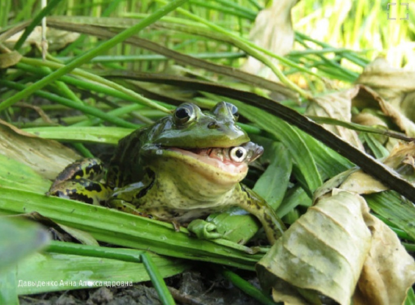 «Очень голодную лягушку» из Хоперского заповедника заметили на сайте «National Geographic Россия»