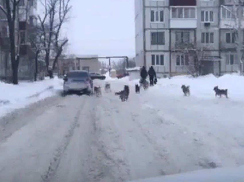 Соседство с крупной стаей бродячих собак обеспокоило жителей микрорайона в Борисоглебске
