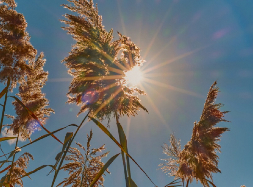 Жаркое и сухое лето в Воронежской области обещают синоптики