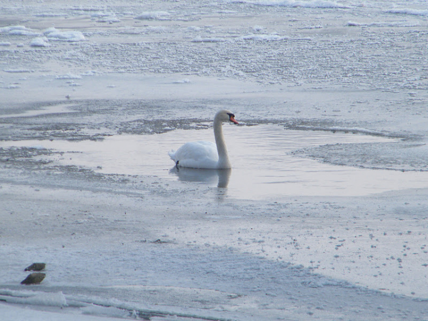 В поселке Новохоперский местные жители спасли раненого лебедя