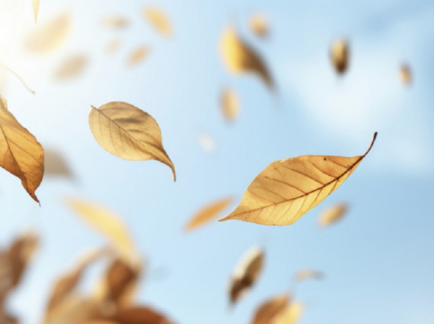 Желтый уровень погодной опасности из-за сильного ветра объявили в Воронежской области 