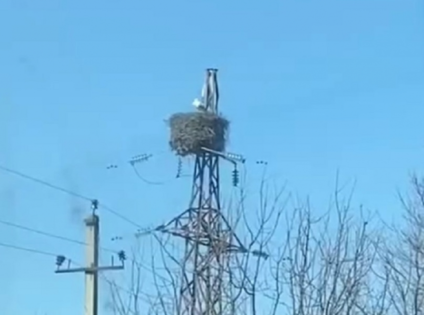 В Воронежскую область прилетели аисты