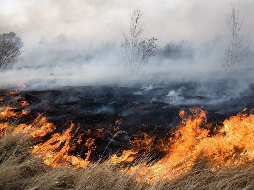 В Воронежской области всего за сутки произошло 45 ландшафтных пожаров