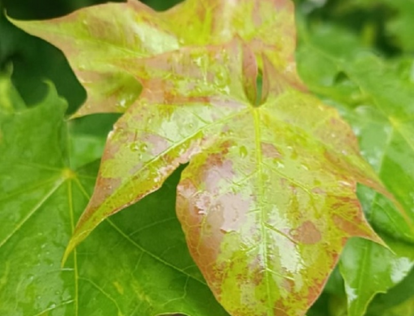 Новая рабочая неделя начнется в Борисоглебске с дождей