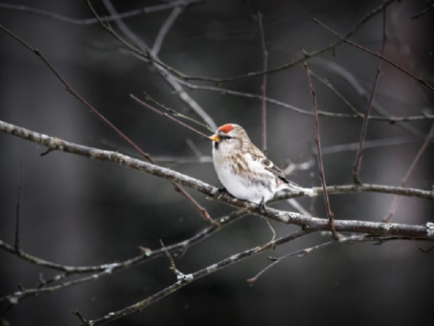 Синоптики объяснили, чем вызваны аномальные температурные качели этой зимой в Воронежской области