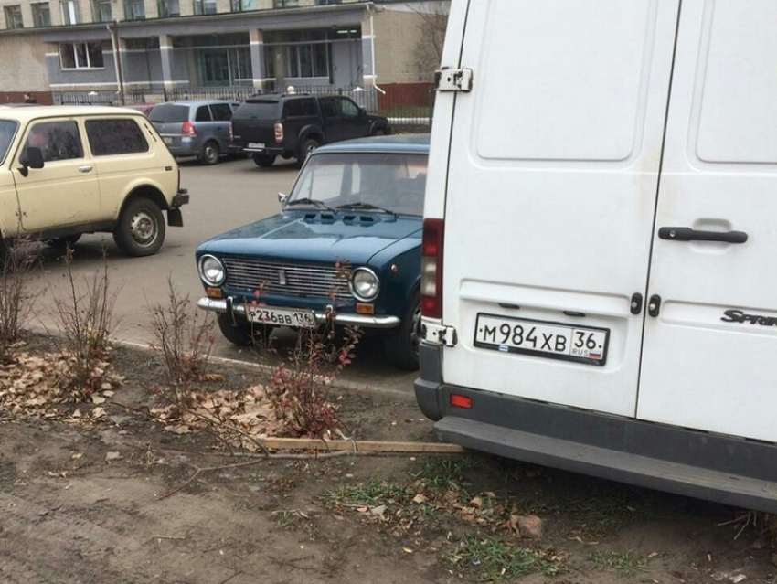 Уничтожение клена нерадивым автомобилистом в Борисоглебске сфотографировала наша подписчица