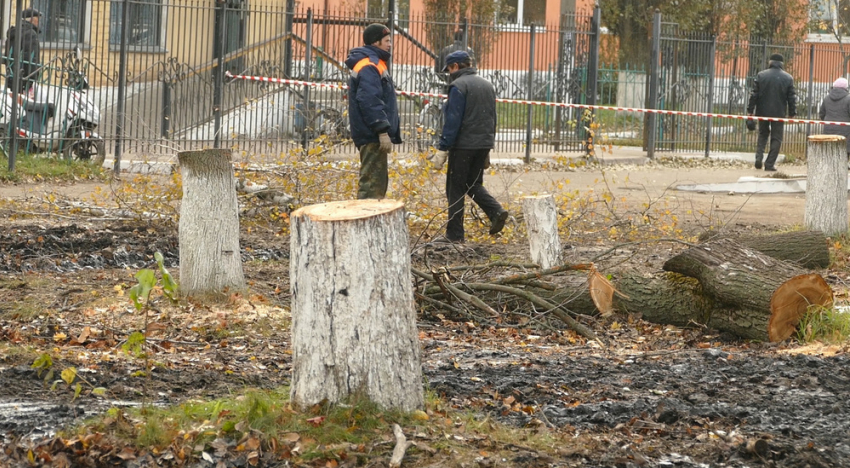 Почему возле Борисоглебской районной больницы  пилят деревья