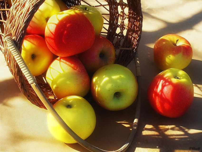Яблочный Спас: особенности праздника  нового урожая