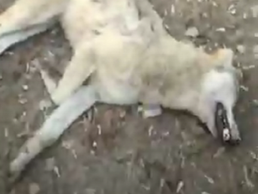 Бешеная волчица напала на людей в микрорайоне Борисоглебска