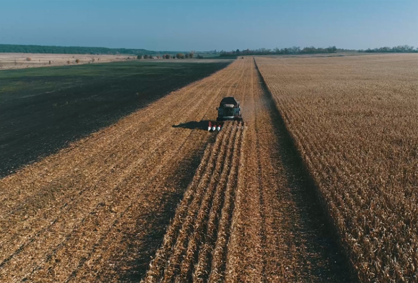 В Воронежской области собрали первый миллион тонн зерна: Борисоглебского района в  рекордсменах нет 