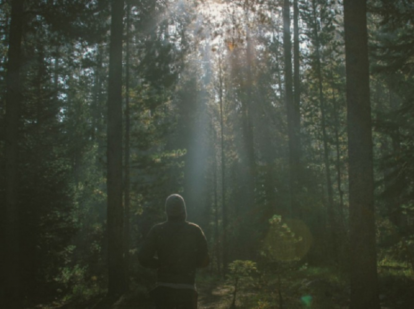 В Воронежской области продлят запрет на посещение лесов