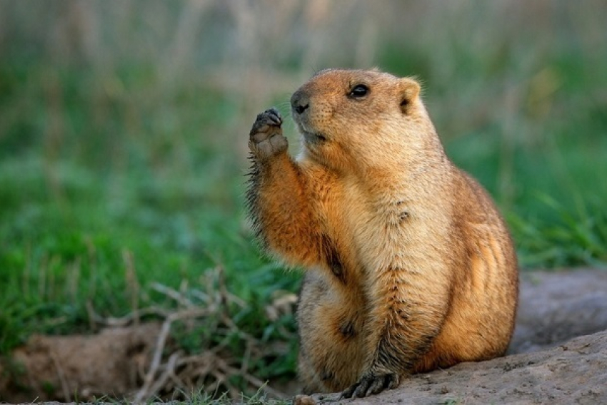 Спасение утопающих. В Новохоперском селе спасли от наводнения сурков-байбаков