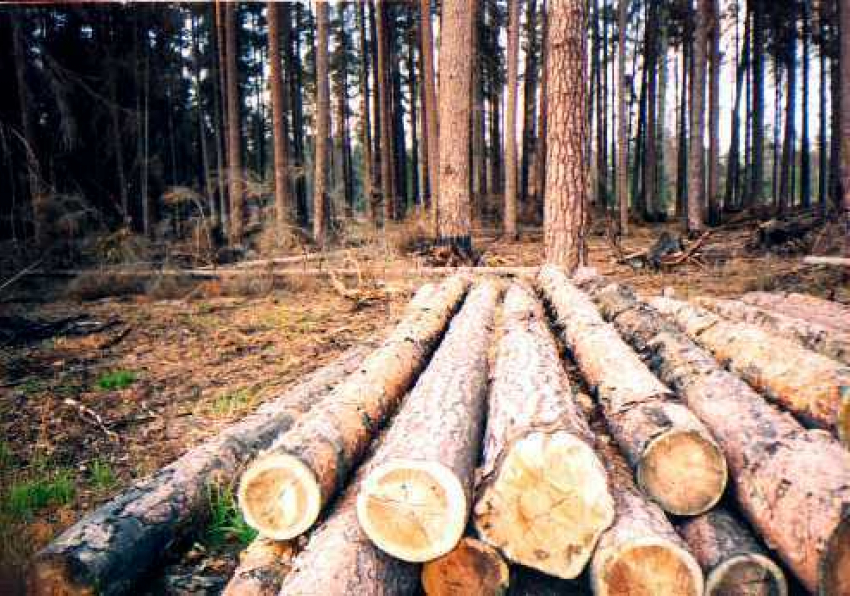 Борисоглебцам на заметку. О предоставлении каждому россиянину 150 кубометров леса бесплатно.
