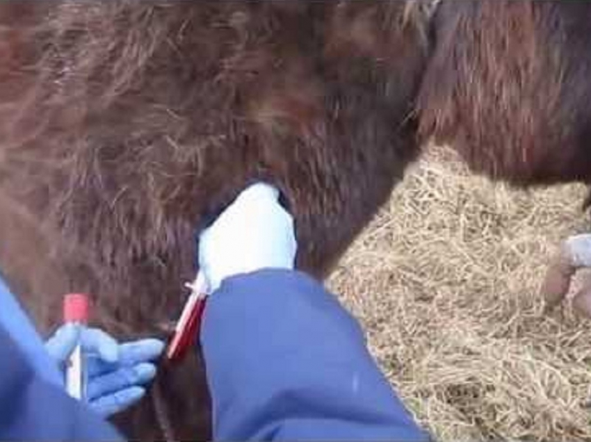 В Новохоперском районе зафиксировали вспышку бруцеллеза у животных 