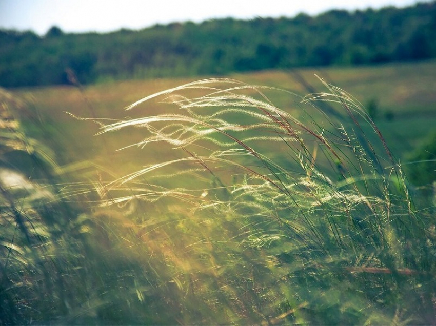 Штормовое предупреждение из-за жары и сильного ветра снова объявлено в Воронежской области