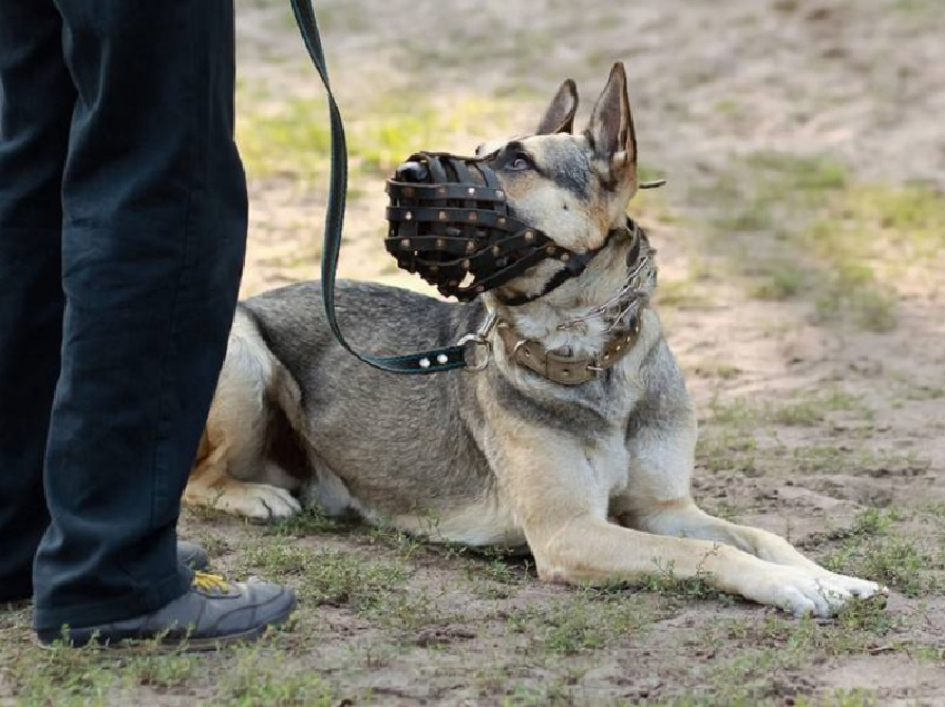 Правила выгула собак в Воронежской области станут более жесткими