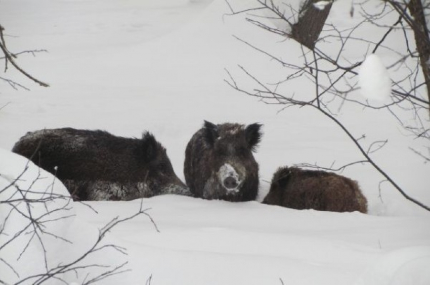 В охотничьем хозяйстве Новохоперского района кабаны и косули зимовали голодными
