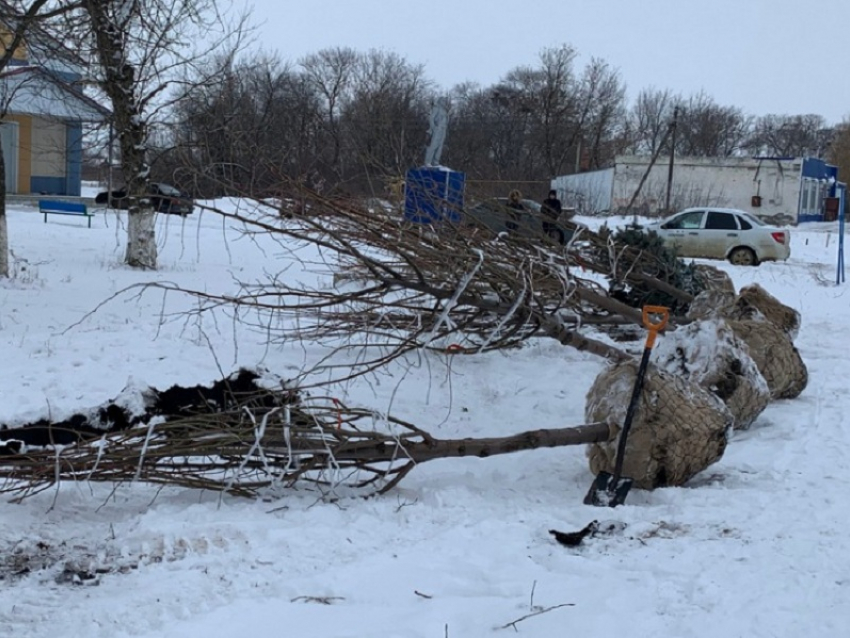 В Поворинском районе высадят кустарники и деревья на 2 млн. рублей