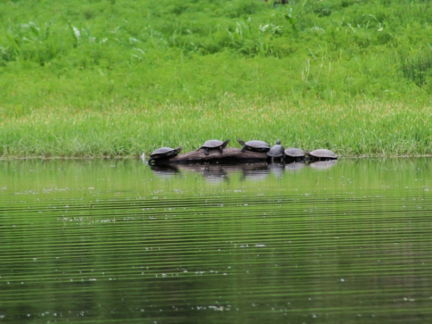 Какие черепахи водятся в наших краях, рассказали специалисты Хоперского заповедника