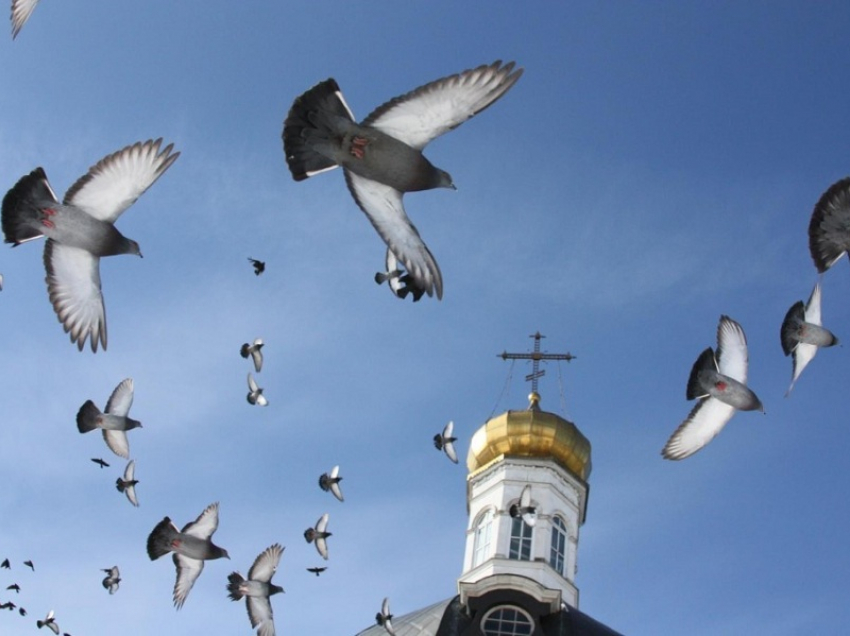Жителей Воронежской области просят не покупать птиц на Благовещение