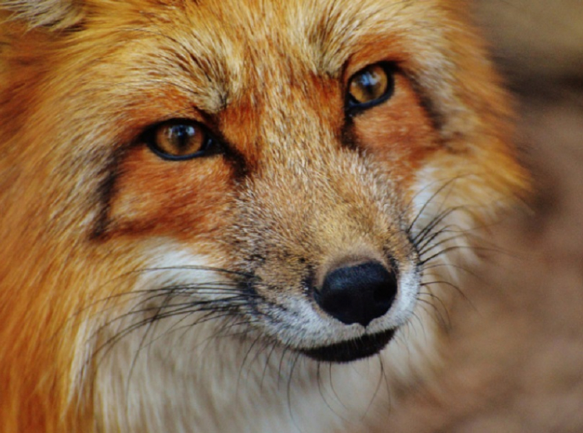 В Воронежской области выявили 14 случаев бешенства за два месяца