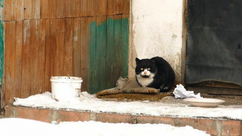«Кладбище домашних животных» Борисоглебска: почему владельцы новых квартир «забыли» своих питомцев?