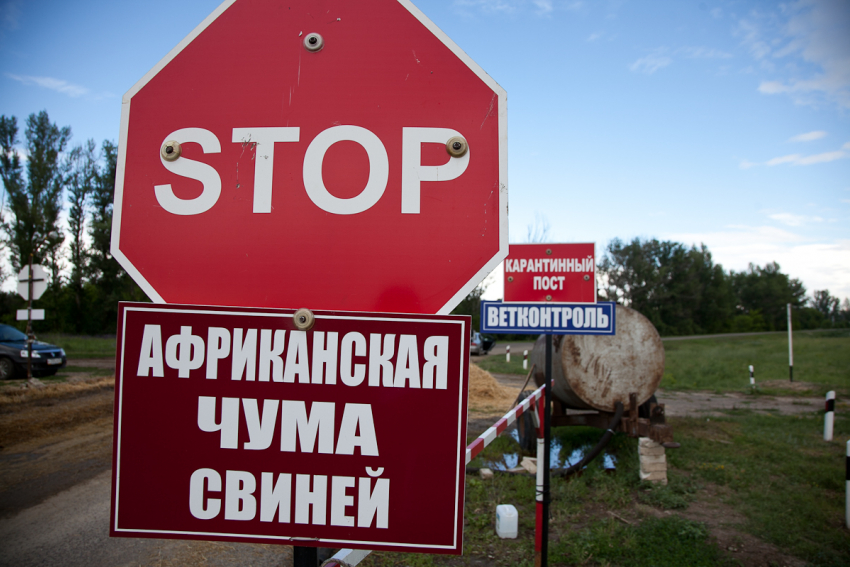 В Поворинском районе из- за АЧС создано 4 ветеринарных поста