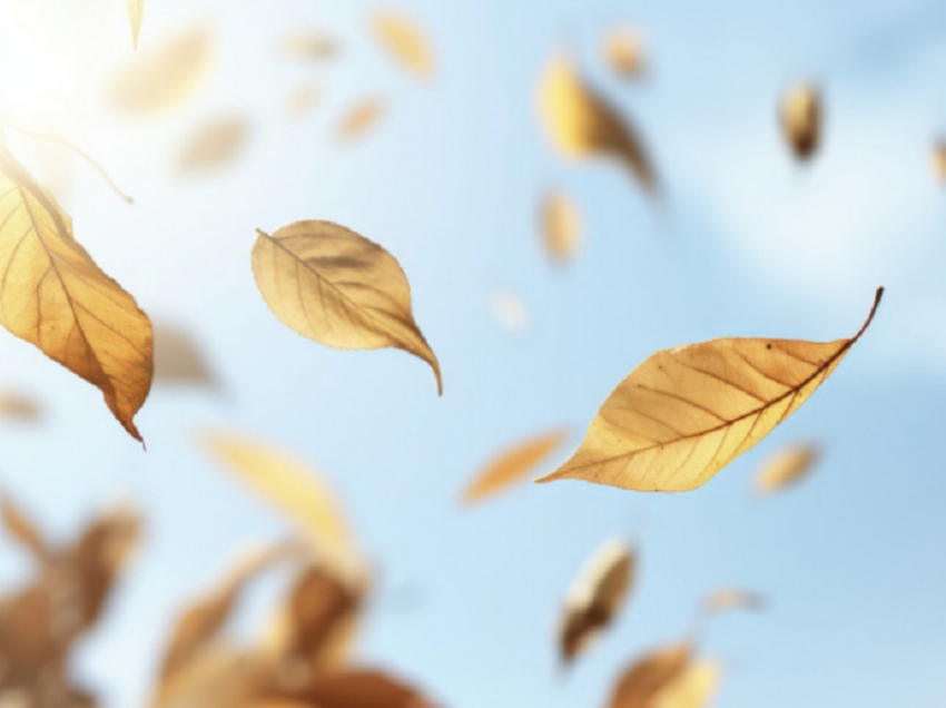 Жителей Воронежской области предупредили о сильном ветре 