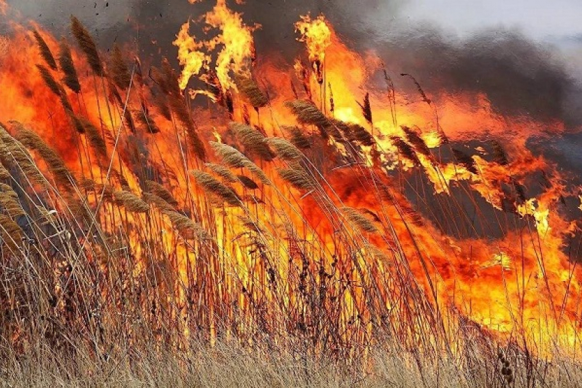 В Воронежской области за последнюю летнюю неделю произошло 76 ландшафтных пожаров