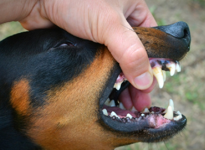 В Воронежской области в 2025 году от бешенства погибли 33 животных