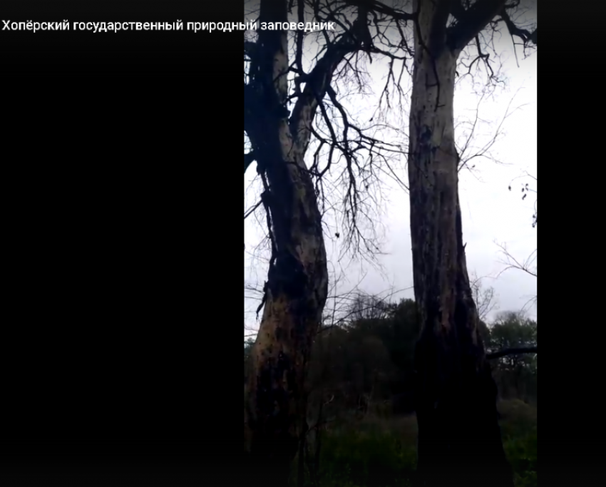 Погибших в огне зеленых великанов запечатлели на видео в Хоперском заповеднике